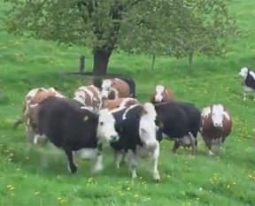 İneklerin özgürlük sevinci