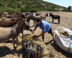 Semer'kent tartışması