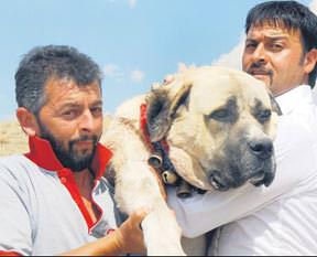 60 bin liraya Anadolu aslanı