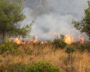 Hatay'da orman yangını