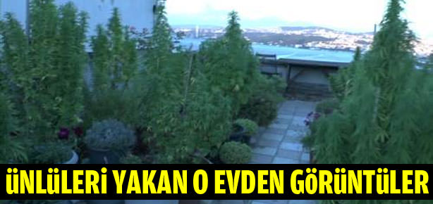 Boğaz manzaralı esrar tarlası-2