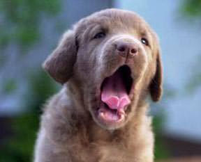 Sahipleri esneyince köpekler de esniyor