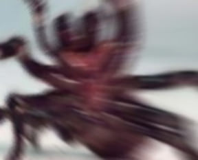 Yaşayan en tehlikeli canlı