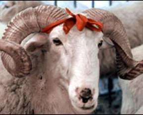 Kurban bedelleri belli oldu