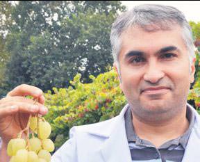 Şeker oranı düşük 'diyet üzüm'