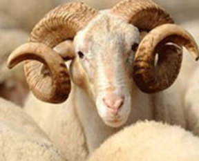 İl il kurban fiyatları