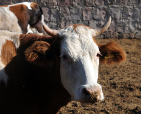 Kurbanlık seçerken dikkat edilecek hususlar