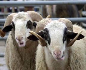 12 taksite kurbanlık