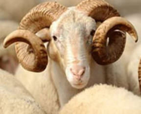 İşte il il kurbanlık fiyatları