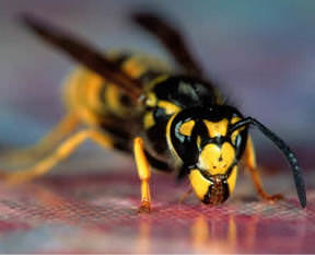 Erzurum'da arı sokan kişi öldü