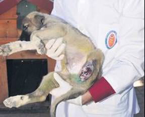 Yavru köpeğe protez bacak