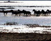 Kuş cennetinde atlar koşuyor