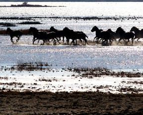 Kuş cennetinde atlar koşuyor