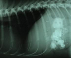 Akıl almaz röntgen görüntüleri!