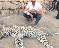 Diyarbakır’da leopar şoku