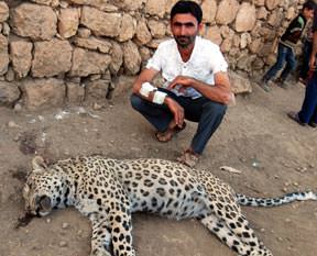 Leoparın aşk yolu