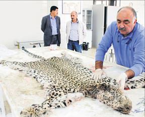 Leopar DİCaprio