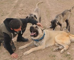 Kangalın fiyatı dudak uçuklattı