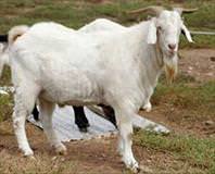 Keçi eti kalp dostu