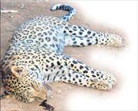 Leoparın DNA’sı korumada