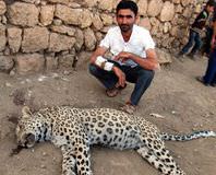 Leoparı öldüren köylünün cezası belli oldu