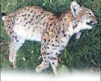 Leopardan sonra vaşak vurdular