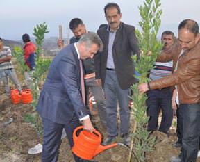 Hatay'da fidan dikti