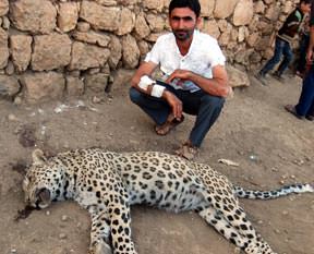 Leopar İran Parsı çıktı