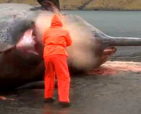 Balina bomba gibi patladı