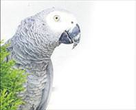 Abbas için 10 bin $ ödül