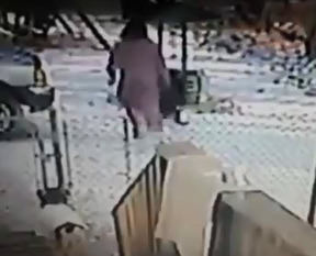 Kedinin intikamı acı oldu