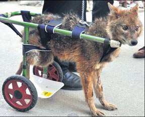 Yaralı çakal ortezle yürüdü