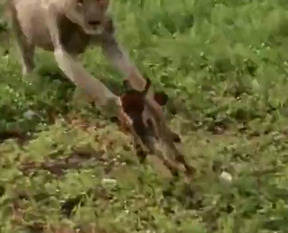 Yavru antilop aslana kafa tutunca