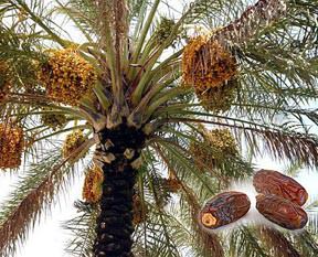 Kansızlığa hurma...