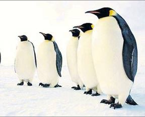 Penguenler için susma vakti