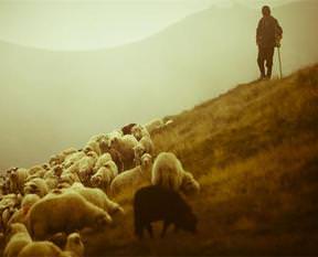 25 bin çobana kadro