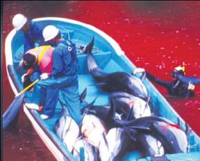 'Geleneksel' yunus katliamı