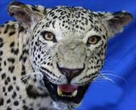 Vurulan leopar hayat buldu