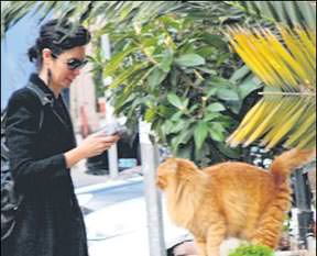 Yüzünü pisi güldürdü