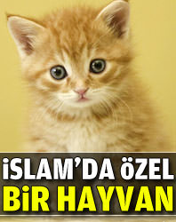 İslam'da özel bir hayvan: Kedi