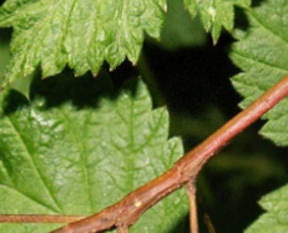 Ne olduğunu öğrenince çok şaşıracaksınız