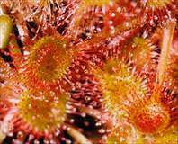 Vereme güneş gülü