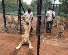 Gülme krizine gireceksiniz