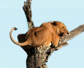 Ormanın kralı korkudan ağaca tırmandı!
