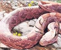 Silifke’de bir yılan hikayesi