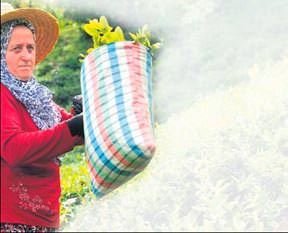 Çay alım fiyatı 1.5 lira