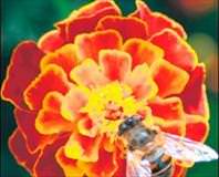 Sihirli toz şifa veriyor