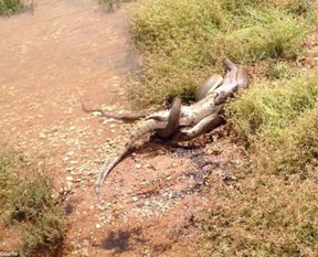 Piton koca timsahı böyle yuttu!