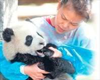 Panda dadısına 5 bin 500 TL