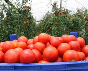 Domates halde ucuzladı!